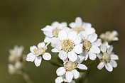 Sneezewort ptarmica耆()