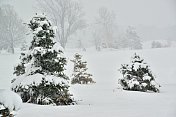 雪中的圣诞树