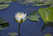 Lotus睡莲