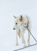 阿拉斯加雪橇犬的狗
