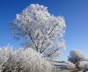 桦木层白霜