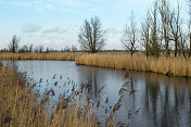 荷兰的Polder (Oostvaardersplassen, Flevoland，荷兰)