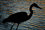 大蓝鹭(Ardea Herodias)