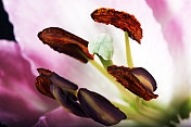 百合属植物的花。彩色图像