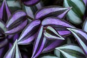 奇怪的犹太植物- Tradescantia zebrina