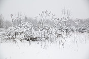 冬天的森林里有暴风雪