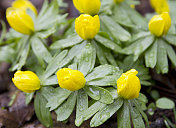 带雨滴的冬附子(Eranthis hyemalis)