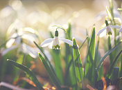 雪花莲(雪花)