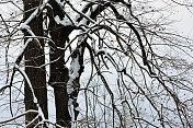 雪覆盖了树枝