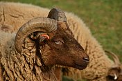 Loughtan羊,英国