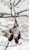 小松果上的雪晶体