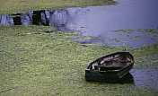 杂草中的旧划艇