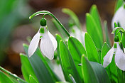 雪花莲之花