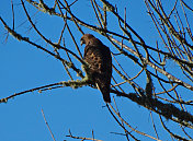 俄勒冈州野生红鹰
