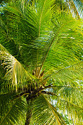 阳光下椰子树的绿叶