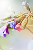 疗肺草属(Pulmonaria officinalis)