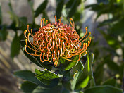 Protea Flower特写