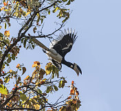 Malabar Pied犀鸟，Anthracoceros coronatus，从树上飞，Kanha NP