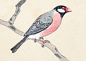 爪哇麻雀(稻鸟)，鸟类动物古董插图