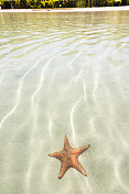 XXXL:热带海滩浅水中的海星