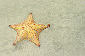 XXXL:热带海滩浅水中的海星