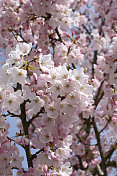 加拿大温哥华岛的早春樱花