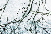 《寒冬风暴》中掉落的树枝和冰