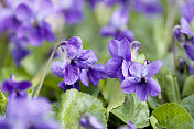 甜紫罗兰(Viola odorata)