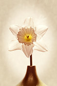 单水仙花在一个小花瓶背光