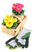 篮子里的樱草花和园艺手套
