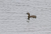 斑嘴鸲 (Podilymbus podiceps)