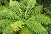 新西兰蕨类植物