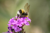 蜜蜂在花朵
