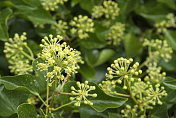 常春藤开花(Hedera helix)