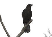 腐肉乌鸦(Corvus corone)