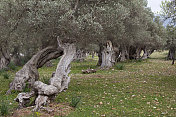 马略卡岛非常古老且多节的橄榄树(XXXL)