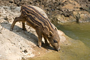 小野猪(Sus scrofa)