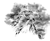 红尾鹰肖像