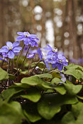 蓝色的银莲花在春天开花。