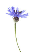 单瓣蓝色矢车菊。