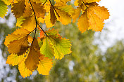 秋天橡树叶