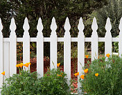 漂亮的加州罂粟花映衬着白色的尖桩篱笆