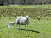 母羊和羊肉。