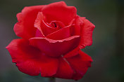 完美的红玫瑰