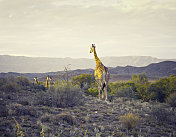南非西开普的长颈鹿。