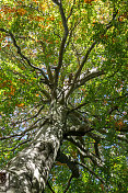 英国林地中的一棵秋天的树