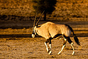 大羚羊行走在喀拉哈里沙漠