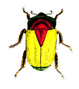 19世纪的彩色甲虫雕刻