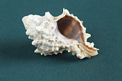 海螺的壳