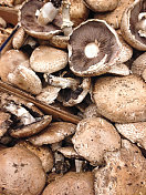 生蘑菇